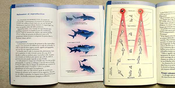 illustr requins